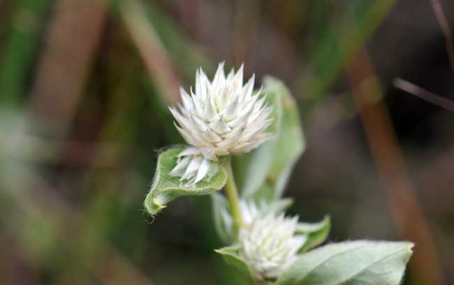 Gomphrena nitida, Pearly Globe Amaranth, Southwest Desert Flora